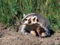 Badger with claws showing